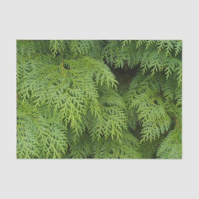 Papier Mousseline Cypress (Recto)