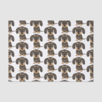 Dachshund À poils durs| Teckel Chien mignon