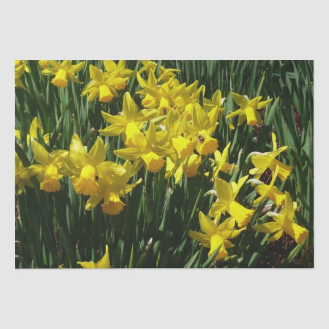 Papier Mousseline Daffodiles Jaunes I Fleurs De Printemps Cheveux (Recto)