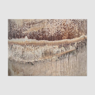 Papier Mousseline Date Palm Tree Trunk Texture Fermer Photo Image