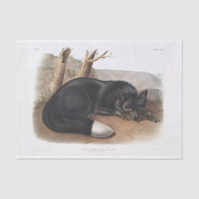 Papier Mousseline Découpage américaine Black ou Silver Fox (Recto)