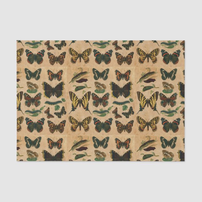 Papier Mousseline Découpage de la collection de papillon d'insectes  (Recto)