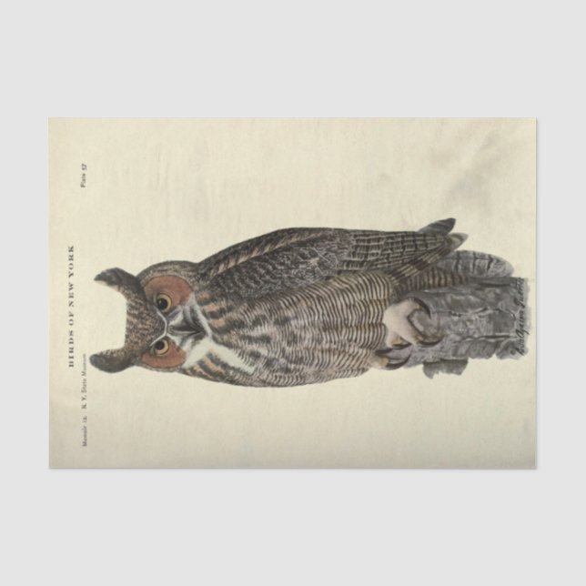 Papier Mousseline Découpage de l'Ephémère de la Chouette des oiseaux (Recto)
