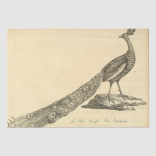 Papier Mousseline Découpage de l'éphémère de Peacock