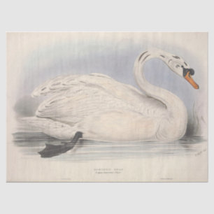 Papier Mousseline Découpage de l'éphémère du cygne blanc d'oiseaux