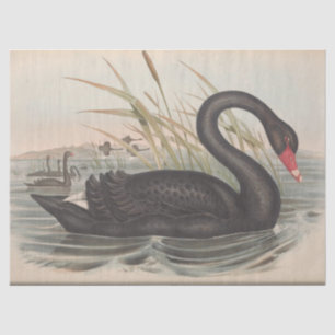 Papier Mousseline Découpage de l'éphémère du cygne noir d'oiseaux