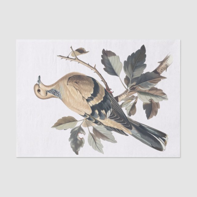 Papier Mousseline Découpage de l'illustration de colombe de deuil vi (Recto)