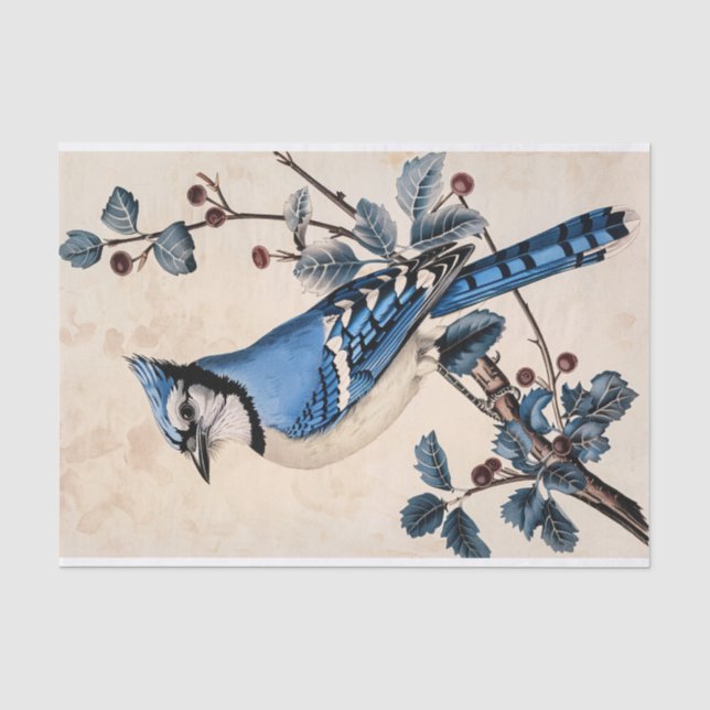 Papier Mousseline Découpage de l'illustration vintage Blue Jay (Recto)
