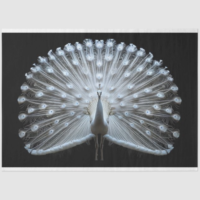 Papier Mousseline Découpage de Paon à queue blanche (Recto)