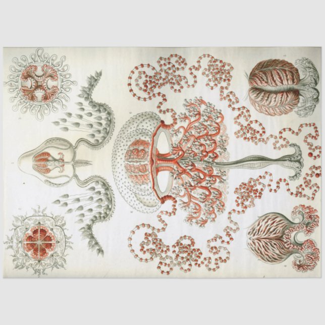 Papier Mousseline Découpage d'Ernst Haeckel (Recto)