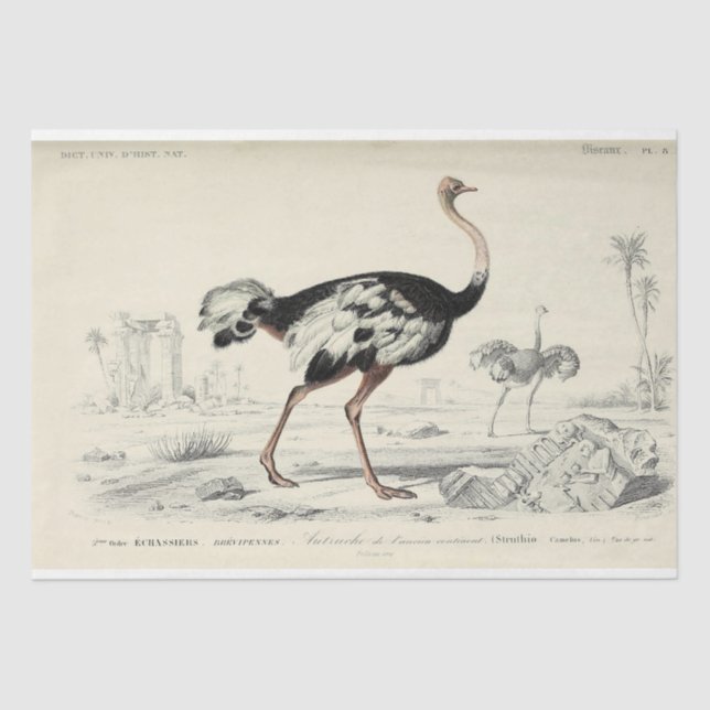 Papier Mousseline Découpage Ephémère d'oiseaux Autruche française (Recto)