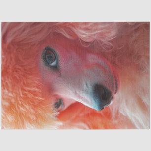 Papier Mousseline Découpage Quimique Pink Hairdo Standard Poodle