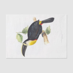 Papier Mousseline Découpage Toucan