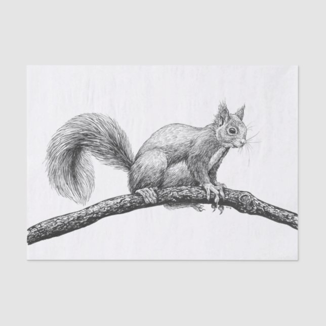 Papier Mousseline Dessin d'écureuil (Recto)