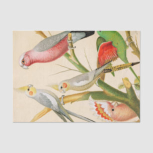 Papier Mousseline Divers perroquets, Découpage