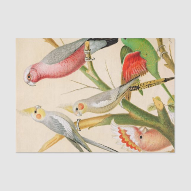 Papier Mousseline Divers perroquets, Découpage (Recto)