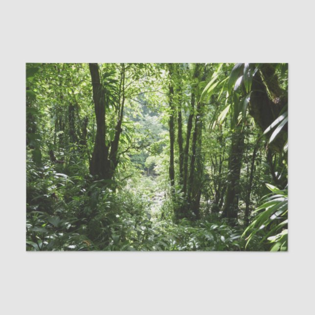 Papier Mousseline Dominicain Forêt de pluie II Vert tropical (Recto)