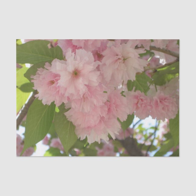 Papier Mousseline Double floraison cerisier II printemps fleuri (Recto)