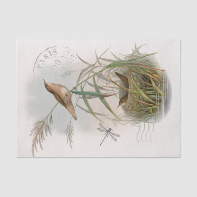 Papier Mousseline Dragonfly de nid d'oiseau Wren French Postmark Dec (Recto)