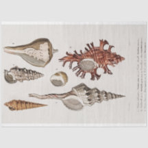 eau du coquillage côtier