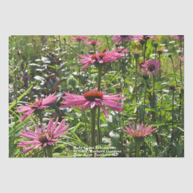 Papier Mousseline Echinacea géante rubis dans les jardins (Recto)