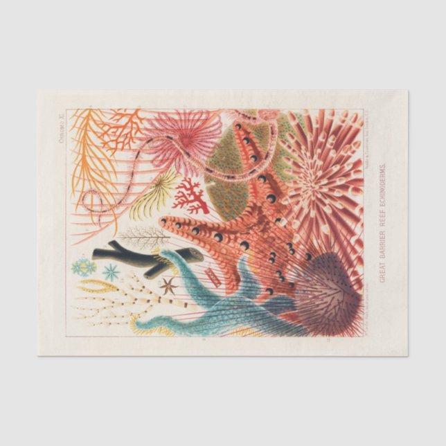Papier Mousseline Echinodermes australiens de la Grande Barrière de  (Recto)