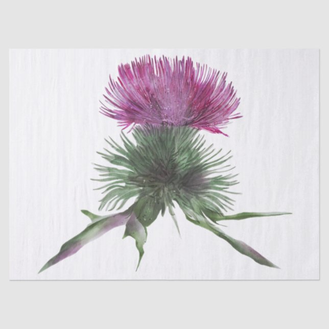 Papier Mousseline Écossais Highland Thistle Watercolor (Recto)
