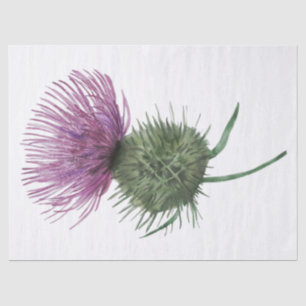 Papier Mousseline Écossais Highland Thistle Watercolor