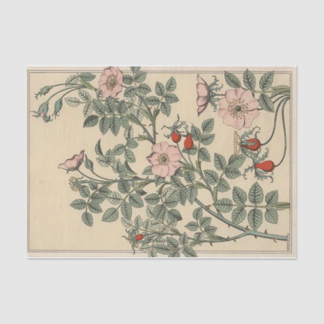 Papier Mousseline Églantier, série de botanique d'Eugène Grasset (Recto)