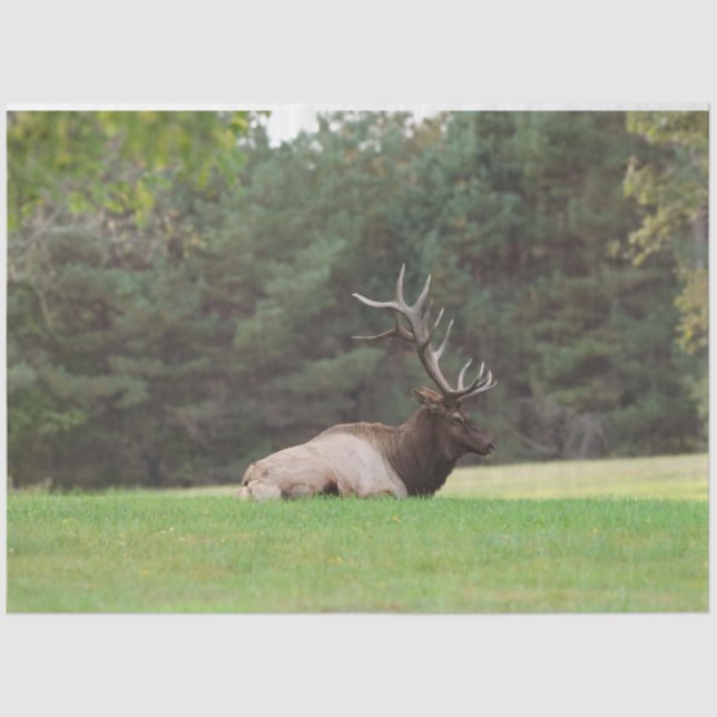 Papier Mousseline Elk Tissue Paper (Recto)