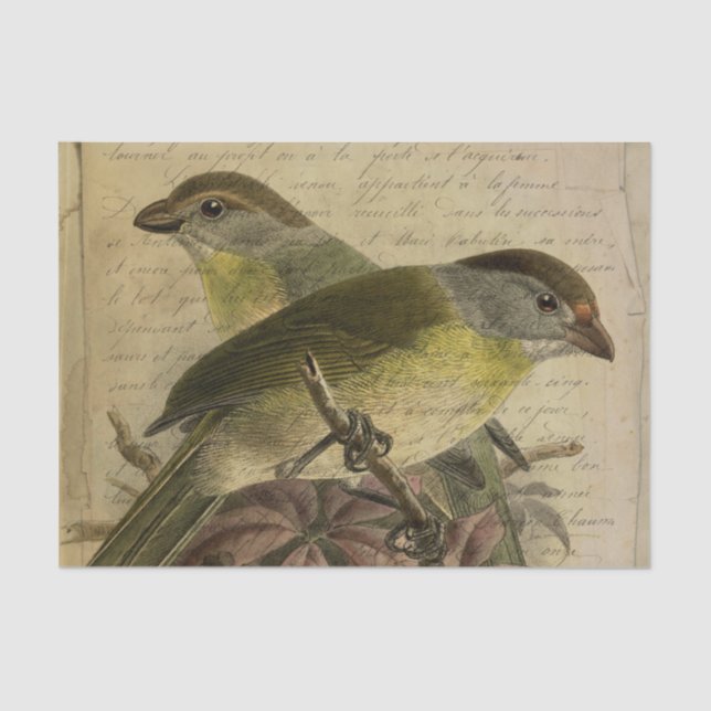 Papier Mousseline Ephemera Birds et Script (Recto)