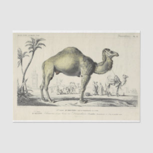 Papier Mousseline Éphémère de caméra vintage Découpage français Scri