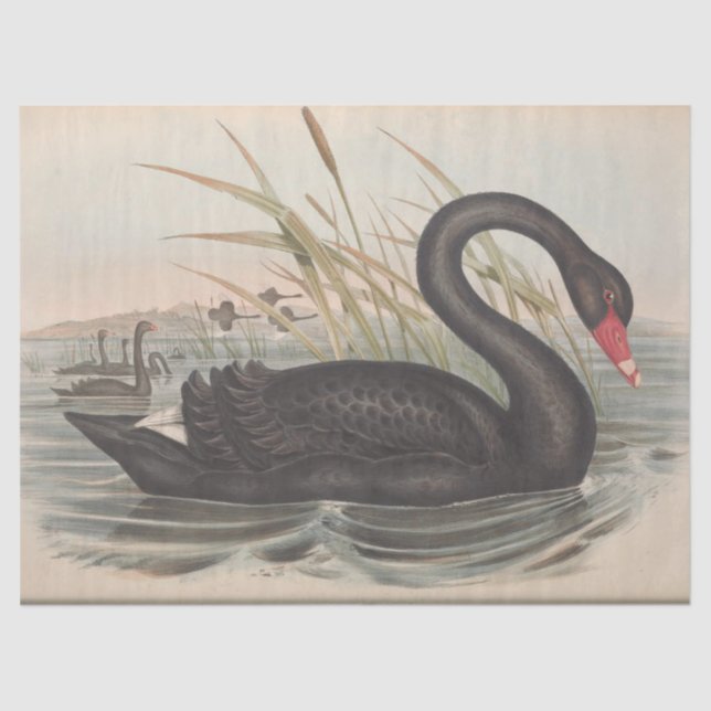 Papier Mousseline Ephémère de cygne noir d'oiseaux Découpage (Recto)
