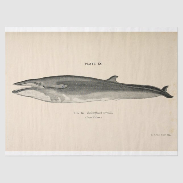 Papier Mousseline Ephémère de script de baleine vintage Découpage na (Recto)