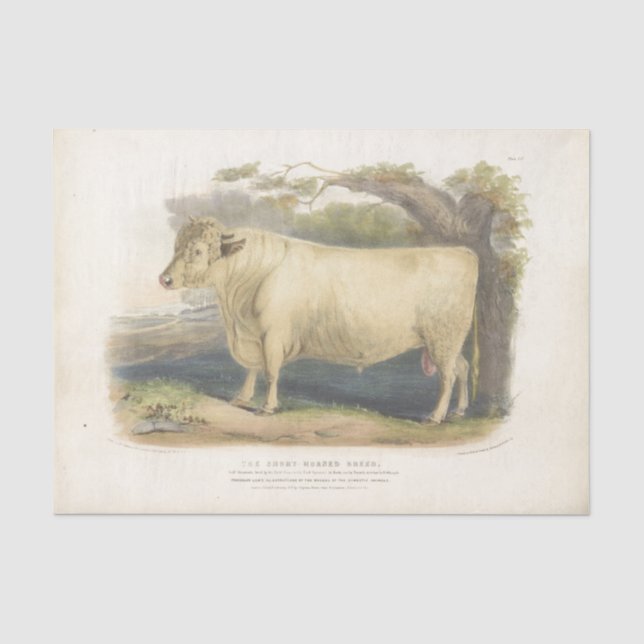 Papier Mousseline Ephémère de vache blanche Découpage Ferme Vintage  (Recto)