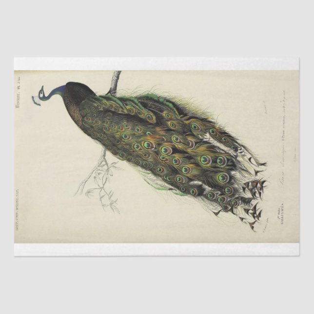 Papier Mousseline Ephémère Découpage Peacock en français (Recto)