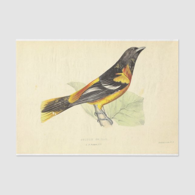 Papier Mousseline Ephémère des oiseaux Découpage Oriole jaune orange (Recto)