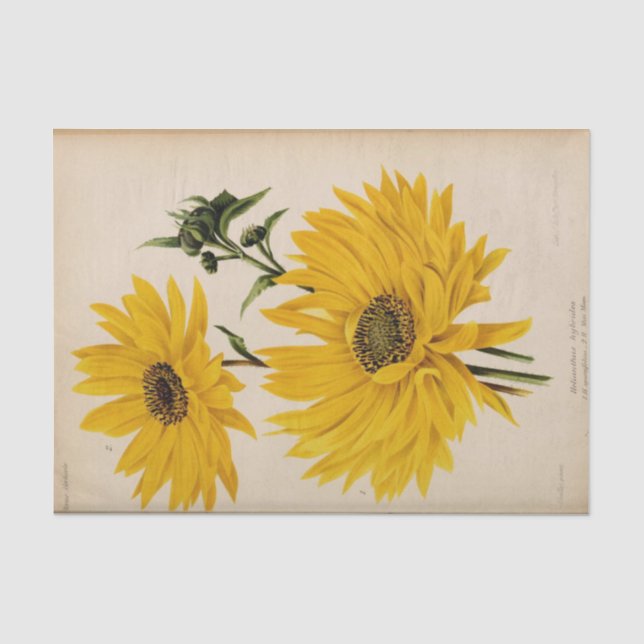 Papier Mousseline Ephémère Florale Découpage Fleurs de soleil jaunes (Recto)