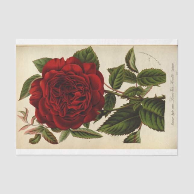 Papier Mousseline Ephémère florale Découpage Rose rouge (Recto)