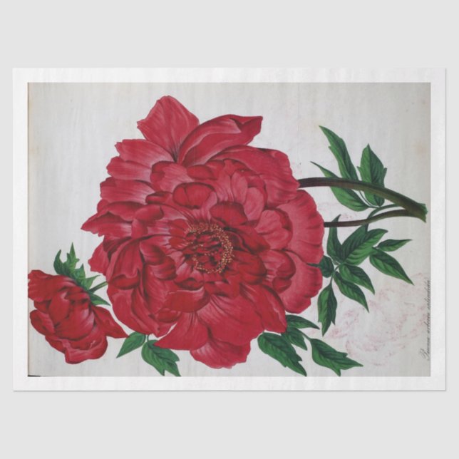 Papier Mousseline Ephémère florale Découpage Rose rouge Fleurs (Recto)