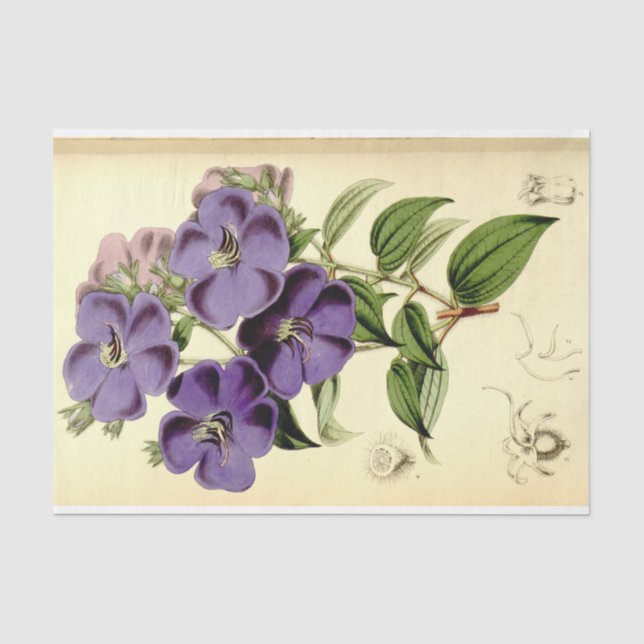 Papier Mousseline Ephémère florale Découpage violet (Recto)
