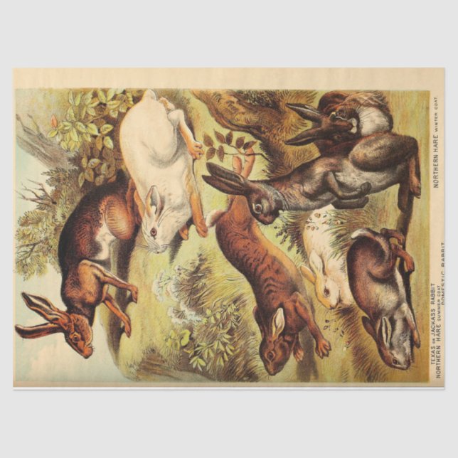 Papier Mousseline Ephémère lapin lièvre vintage Découpage (Recto)