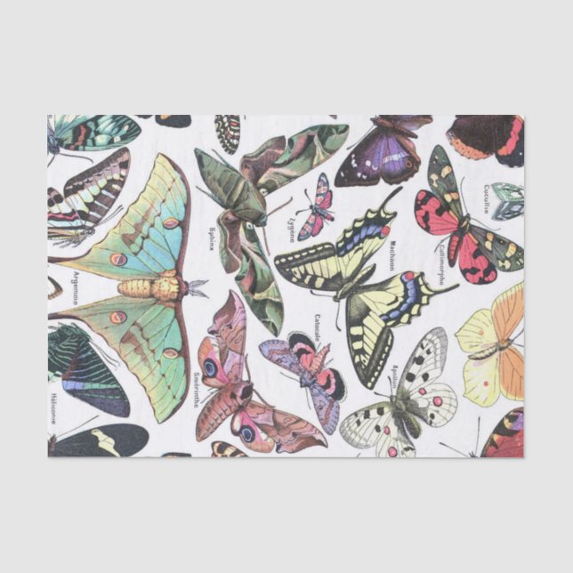 Papier Mousseline Espèces de papillons papillons Moth Graphique Déco (Recto)