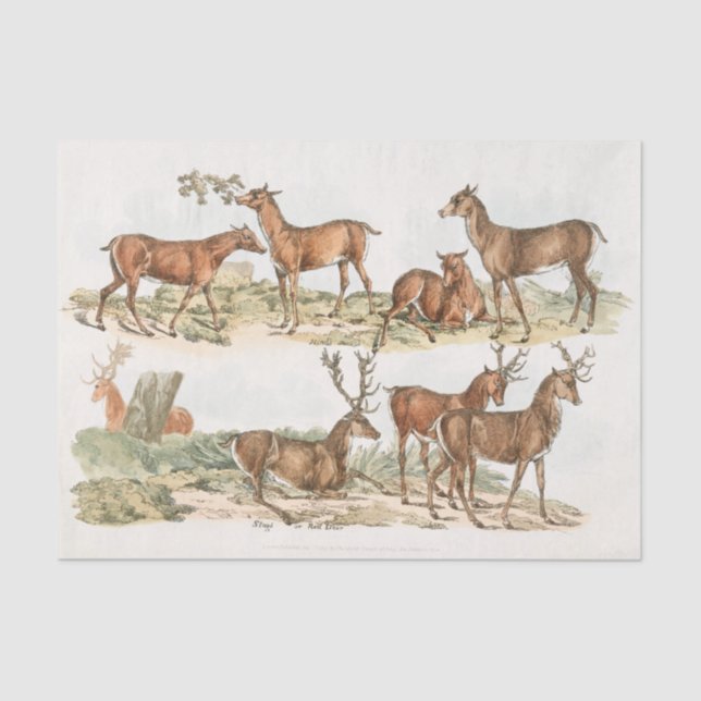 Papier Mousseline Étiquettes ou Red Deer de Sporting Sketches (1817- (Recto)