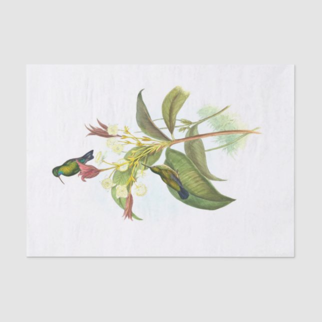 Papier Mousseline Eucephala caerulea (saphir à poils bleus) (Recto)