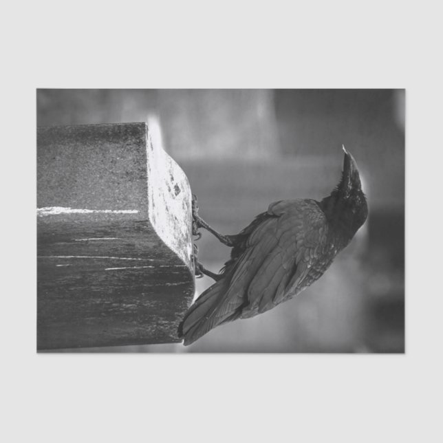 Papier Mousseline Falln a trouvé une plume (Recto)