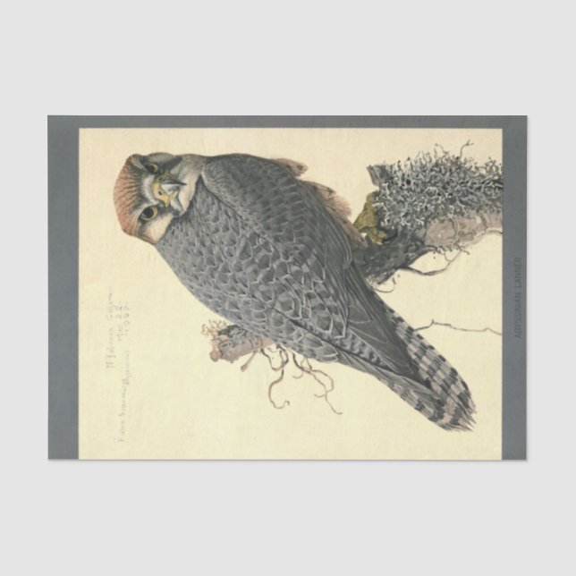 Papier Mousseline Faucon de découpage de l'Ephémère d'oiseaux (Recto)