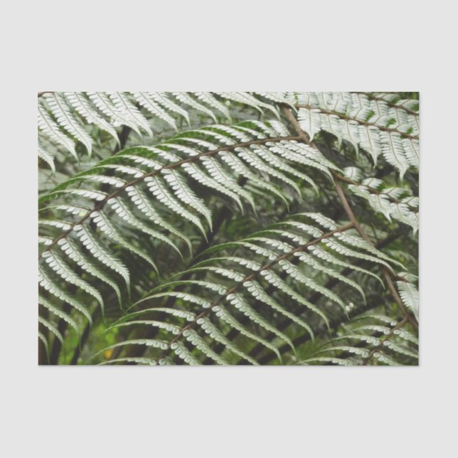 Papier Mousseline Fern Fronds II Dark Green Nature (Recto)