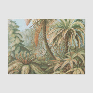 Papier Mousseline Ferns, Filicinae Laubfarne par Ernst Haeckel