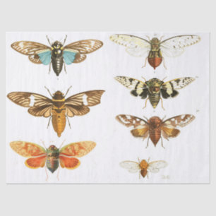 Papier Mousseline Feuille d'éléments de journal d'ordure d'insecte